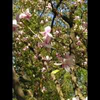 Magnolia x Soulangeana cv Lennel (fam Magnoliacees) (2)